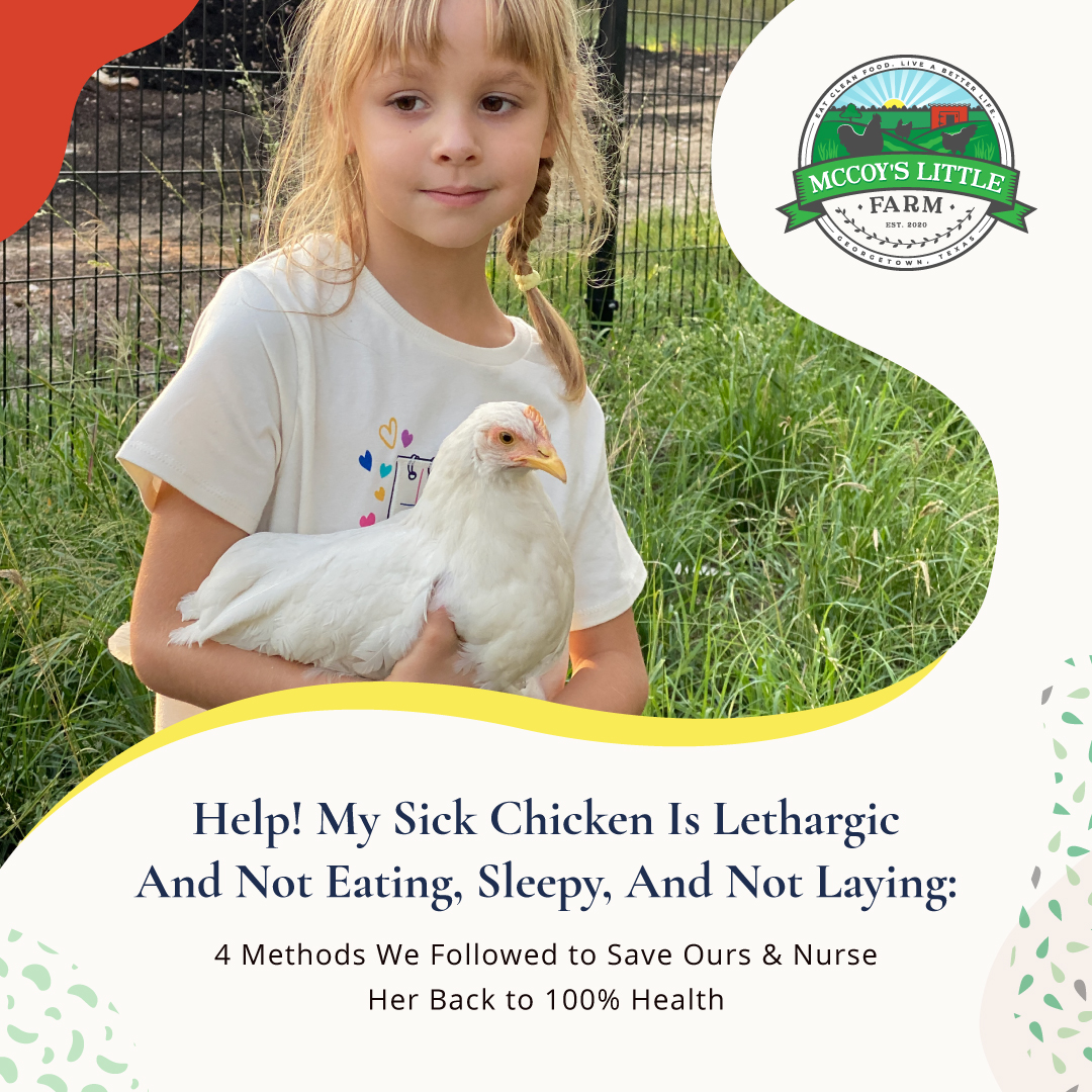 Help! My Sick Chicken Is Lethargic And Not Eating: 4 ...